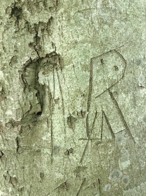 A beech tree with the initials carved in: S.R.