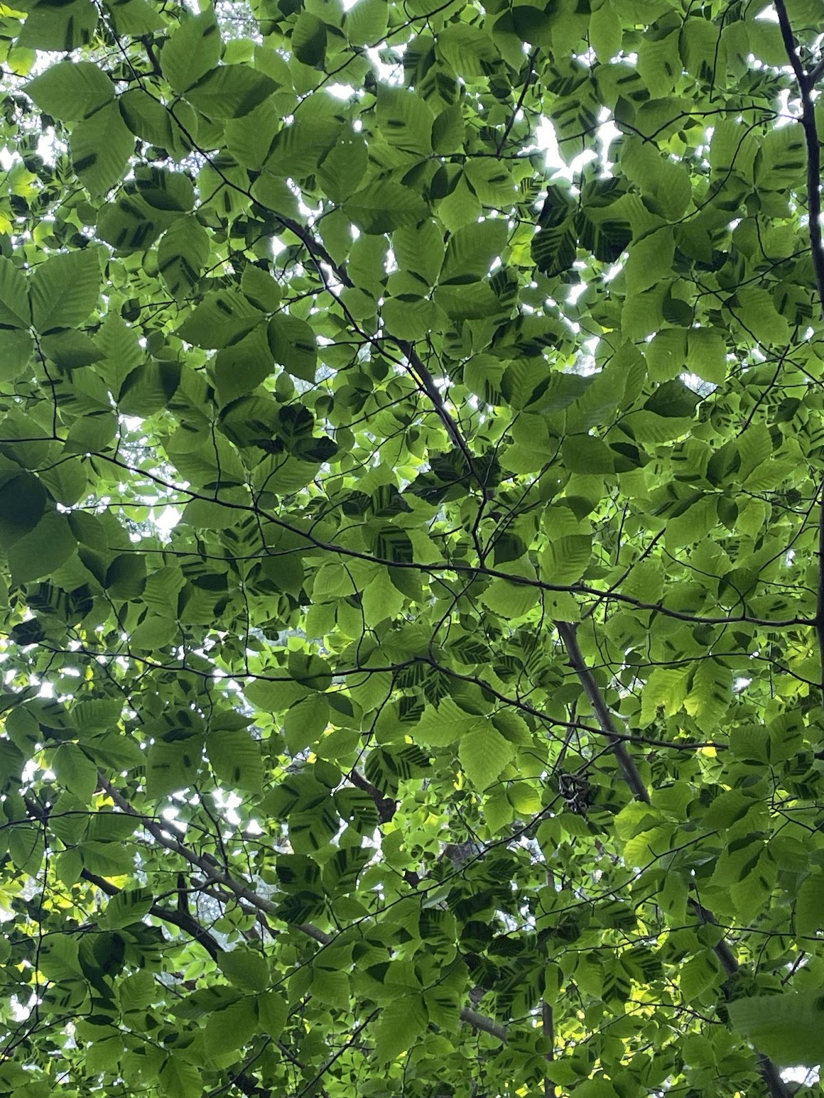 Photo looking upwards into a beech tree canopy, most leaves have dark stripes in them.