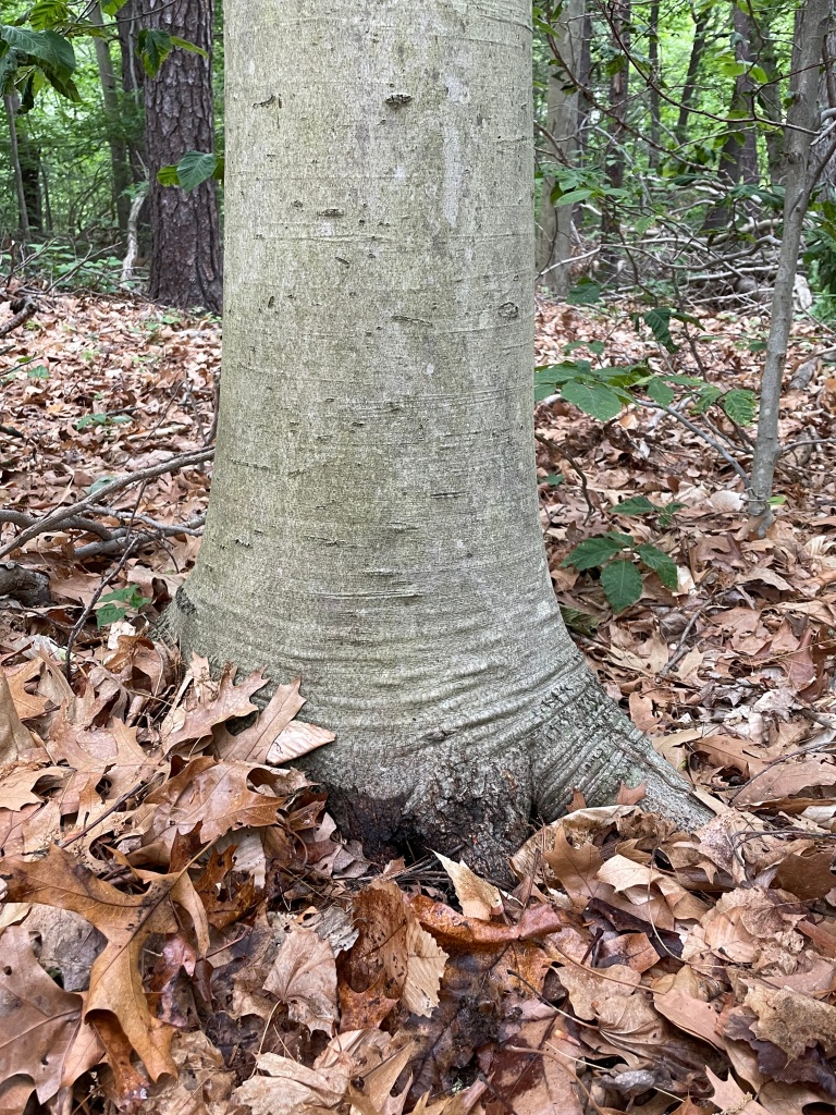 Photo of the trunk of a beech tree, with its smooth grey bark, it resembles the foot and leg of an elephant.